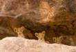 Rare Species Fund Supports Niassa Lion Project in Mozambique